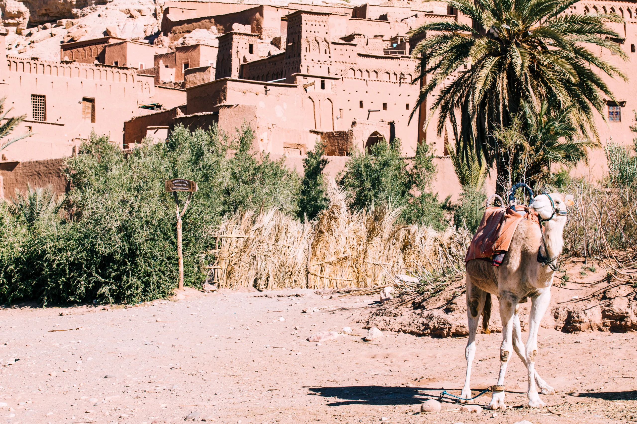 camel-desert-landscape-morocco-