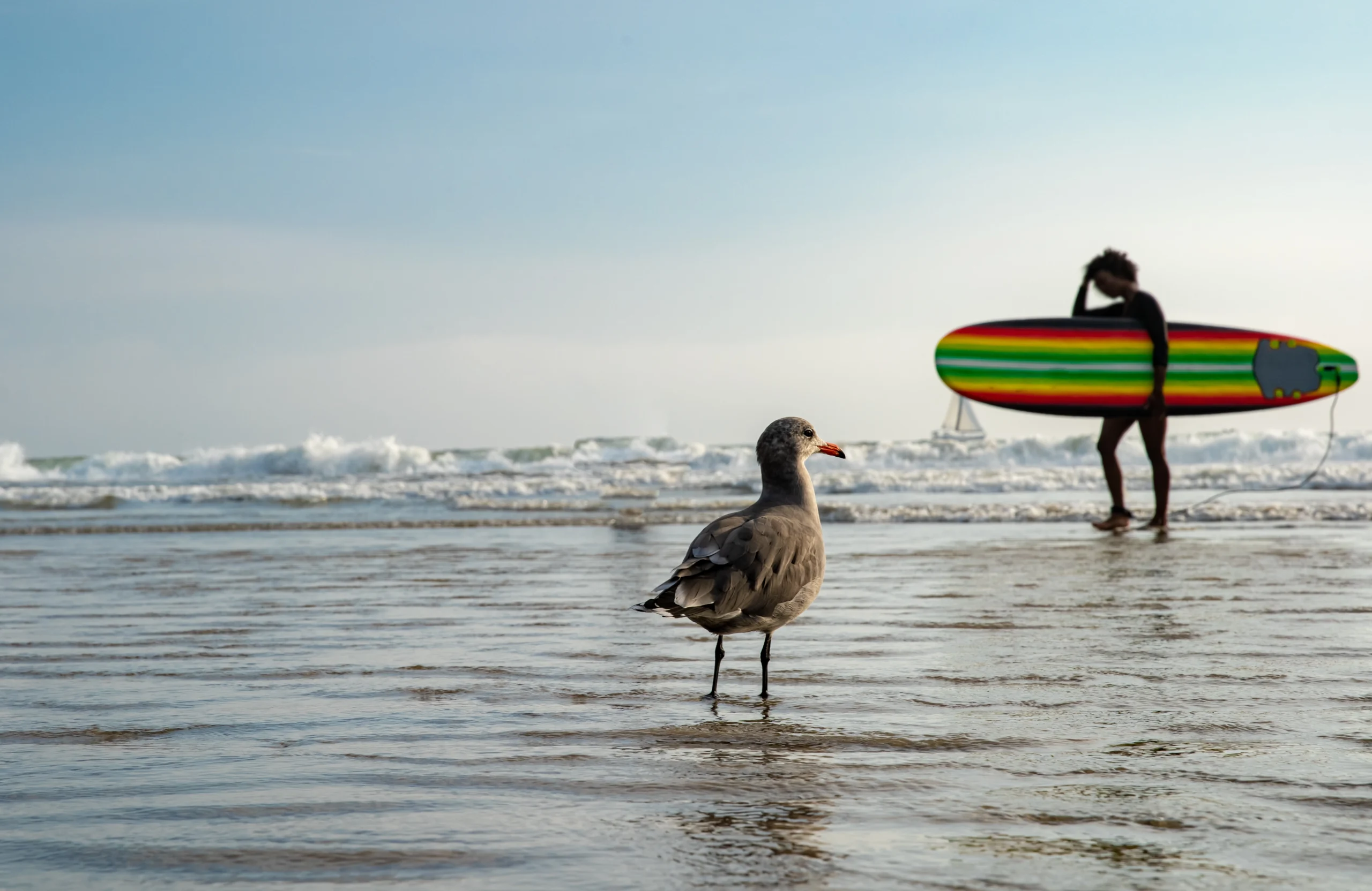 seagull-public-beach-by-ocean-watching-
