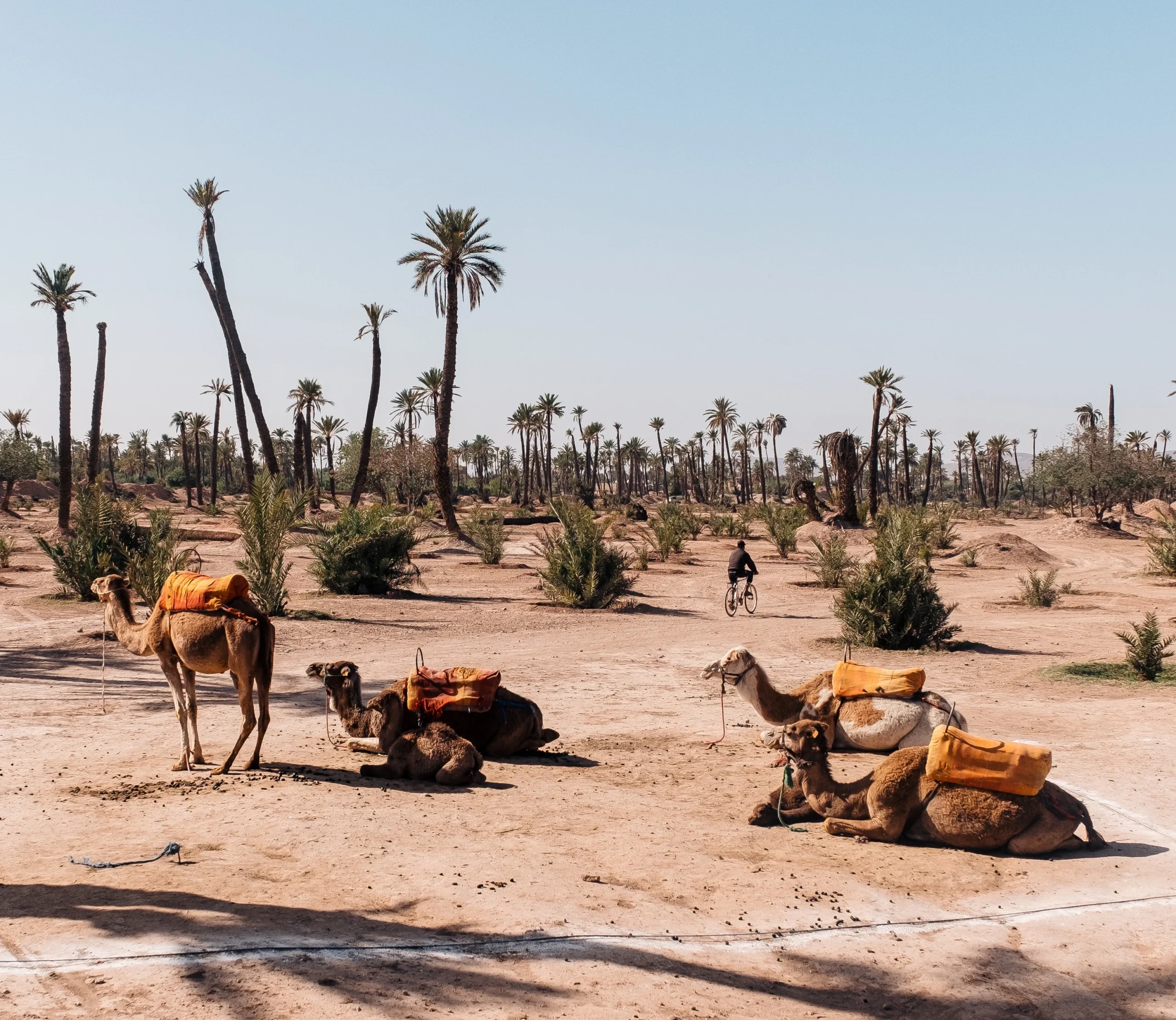 prise-de-vue-au-grand-angle-de-plusieurs-chameaux-assis-a-cote-des-arbres-du-desert